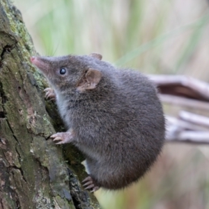 Antechinus mimetes mimetes at Tidbinbilla Nature Reserve - 28 Apr 2024 10:44 AM