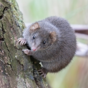 Antechinus mimetes mimetes at Tidbinbilla Nature Reserve - 28 Apr 2024 10:44 AM