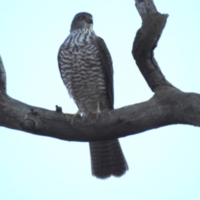 Accipiter cirrocephalus (Collared Sparrowhawk) at Lions Youth Haven - Westwood Farm - 27 Apr 2024 by HelenCross