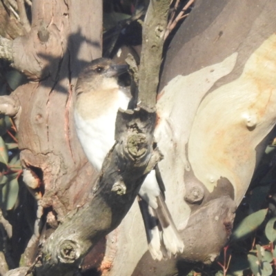 Cracticus nigrogularis (Pied Butcherbird) at Kambah, ACT - 27 Apr 2024 by HelenCross