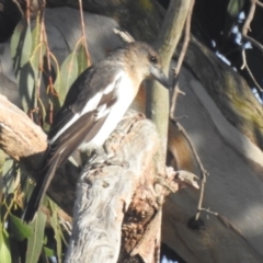 Cracticus nigrogularis at Kambah, ACT - 28 Apr 2024