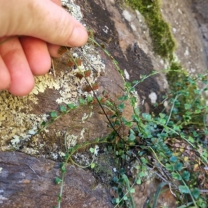 Asplenium flabellifolium at QPRC LGA - 26 Apr 2024