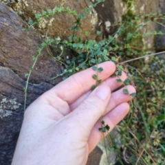 Asplenium flabellifolium at QPRC LGA - 26 Apr 2024