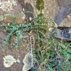 Asplenium flabellifolium at QPRC LGA - 26 Apr 2024