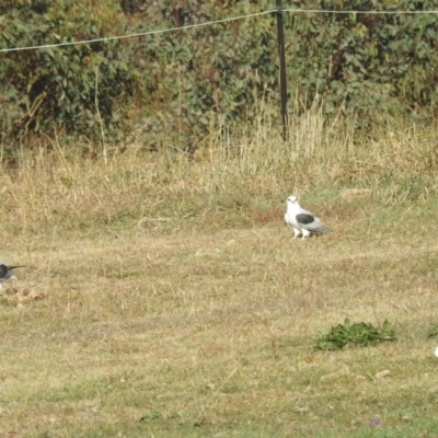Elanus axillaris (Black-shouldered Kite) at Lions Youth Haven - Westwood Farm A.C.T. - 27 Apr 2024 by HelenCross