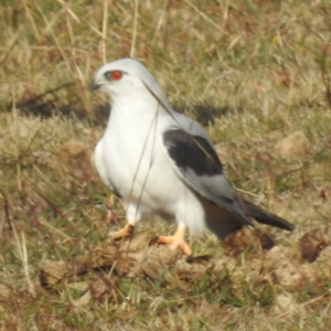 Elanus axillaris at Lions Youth Haven - Westwood Farm A.C.T. - 28 Apr 2024