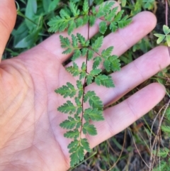 Cheilanthes sieberi subsp. sieberi (Narrow Rock Fern) at QPRC LGA - 26 Apr 2024 by clarehoneydove