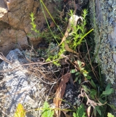 Stellaria pungens (Prickly Starwort) at QPRC LGA - 26 Apr 2024 by clarehoneydove