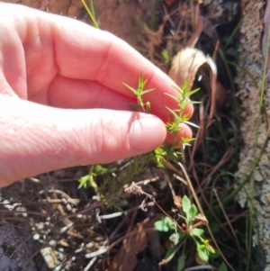 Stellaria pungens at QPRC LGA - 26 Apr 2024