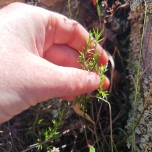 Stellaria pungens at QPRC LGA - 26 Apr 2024