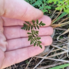 Cheilanthes sieberi subsp. sieberi (Narrow Rock Fern) at QPRC LGA - 26 Apr 2024 by clarehoneydove