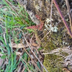 Crassula sieberiana (Austral Stonecrop) at Bungendore, NSW - 26 Apr 2024 by clarehoneydove