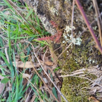 Crassula sieberiana (Austral Stonecrop) at QPRC LGA - 26 Apr 2024 by clarehoneydove