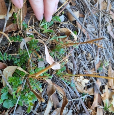 Acaena echinata (Sheeps Burr) at Bungendore, NSW - 26 Apr 2024 by clarehoneydove