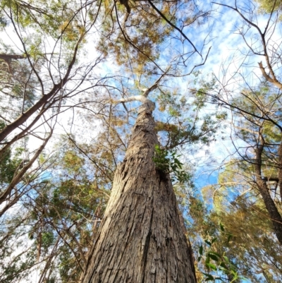 Eucalyptus consideniana (Prickly Stringybark, Yertchuk) at Nullica State Forest - 28 Apr 2024 by Steve818