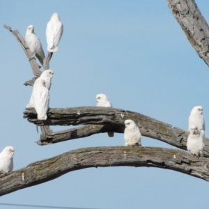 Cacatua sanguinea at Symonston, ACT - 28 Apr 2024