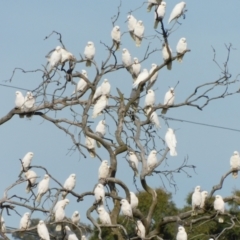 Cacatua sanguinea at Symonston, ACT - 28 Apr 2024