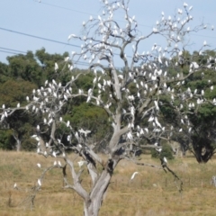 Cacatua sanguinea at Symonston, ACT - 28 Apr 2024