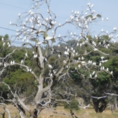 Cacatua sanguinea at Symonston, ACT - 28 Apr 2024