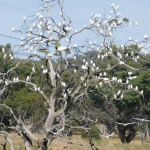 Cacatua sanguinea at Symonston, ACT - 28 Apr 2024