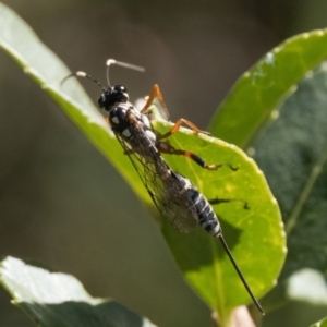 Xanthocryptus novozealandicus at Duffy, ACT - 19 Apr 2024 11:00 AM