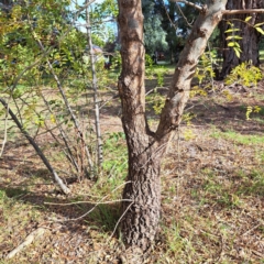 Fraxinus angustifolia subsp. angustifolia (Desert Ash) at Watson, ACT - 28 Apr 2024 by abread111