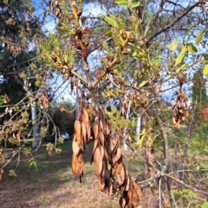 Fraxinus angustifolia subsp. angustifolia at Watson, ACT - 28 Apr 2024