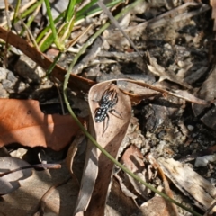 Unidentified Other hunting spider at Hyams Beach, NSW - 19 Aug 2023 by RobG1