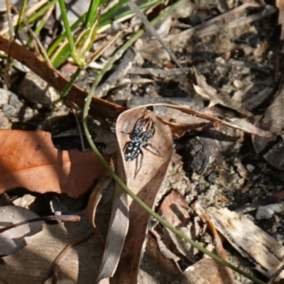 Unidentified Other hunting spider at Hyams Beach, NSW - 19 Aug 2023 by RobG1
