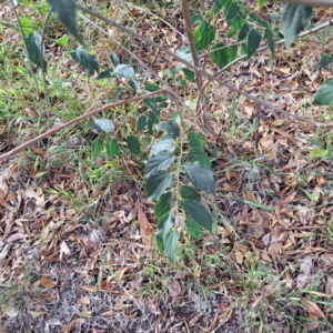 Celtis australis at Watson, ACT - 28 Apr 2024