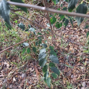 Celtis australis at Watson, ACT - 28 Apr 2024