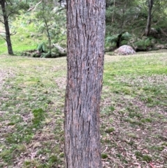 Eucalyptus fastigata (Brown Barrel) at Harolds Cross, NSW - 28 Apr 2024 by courtneyb