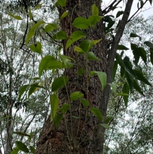 Eucalyptus fastigata at QPRC LGA - 28 Apr 2024 02:03 PM