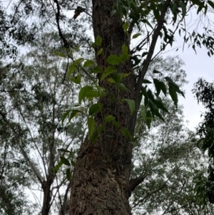 Eucalyptus fastigata at QPRC LGA - 28 Apr 2024 02:03 PM