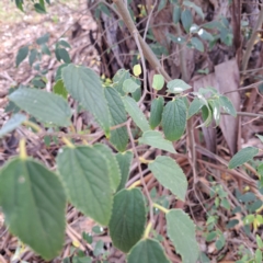 Celtis australis at Watson, ACT - 28 Apr 2024