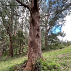 Eucalyptus sp. (A Gum Tree) at Harolds Cross, NSW - 28 Apr 2024 by courtneyb