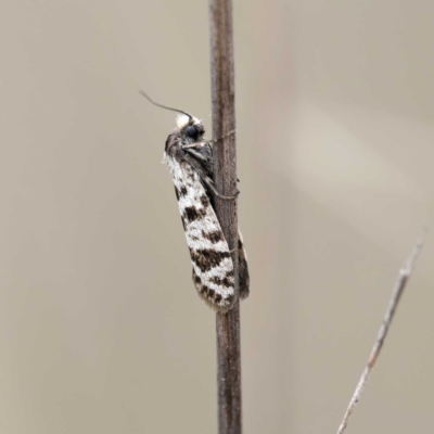Lepidoscia (genus) ADULT (A Case moth) at Campbell Park Woodland - 28 Apr 2024 by DPRees125