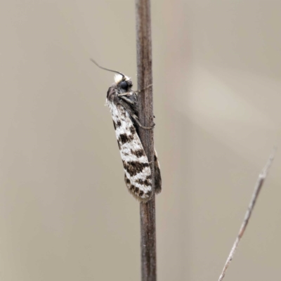 Lepidoscia (genus) ADULT (A Case moth) at Mount Ainslie - 28 Apr 2024 by DPRees125