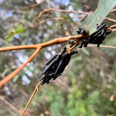 Perginae sp. (subfamily) (Unidentified pergine sawfly) at Harolds Cross, NSW - 28 Apr 2024 by courtneyb