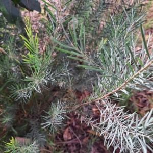 Acacia boormanii at Watson, ACT - 28 Apr 2024