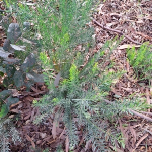 Acacia boormanii at Watson, ACT - 28 Apr 2024