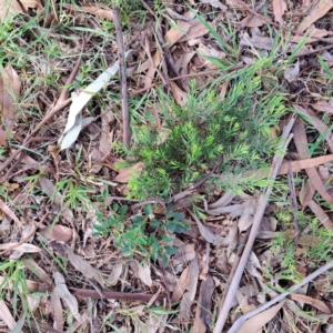 Acacia boormanii at Watson, ACT - 28 Apr 2024