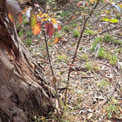 Prunus sp. (A Plum) at Watson, ACT - 28 Apr 2024 by abread111