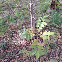 Fraxinus angustifolia subsp. angustifolia at Watson, ACT - 28 Apr 2024