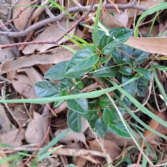 Viburnum tinus (Laurustinus) at Hackett, ACT - 28 Apr 2024 by abread111