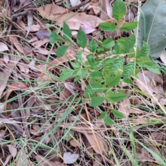 Fraxinus angustifolia subsp. angustifolia (Desert Ash) at Hackett, ACT - 28 Apr 2024 by abread111