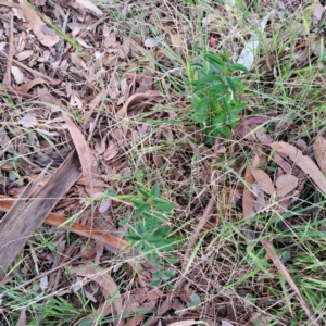 Ligustrum sp. at Hackett, ACT - 28 Apr 2024 02:19 PM