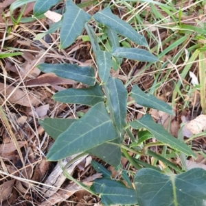 Araujia sericifera at Oakey Hill - 28 Apr 2024