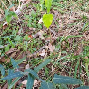 Araujia sericifera at Oakey Hill - 28 Apr 2024 02:38 PM