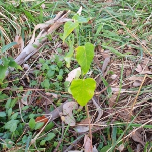 Araujia sericifera at Oakey Hill - 28 Apr 2024 02:38 PM